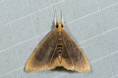 Lepidoplaga flavicinctalis