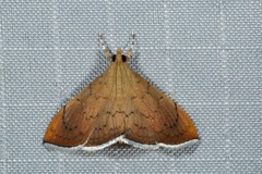 Hyalobathra coenostolalis
