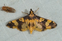 Orphanostigma angustale