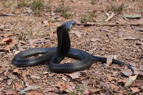 Photo of a Monocled Cobra (Naja kaouthia)