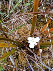 Libertia peregrinans