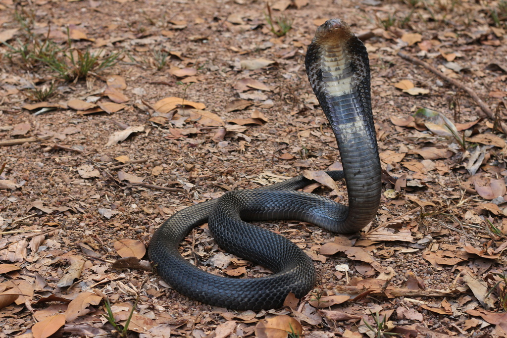 Monocled Cobra