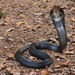 Cobra de Monóculo - Photo (c) herpingvietnam, algunos derechos reservados (CC BY-NC)