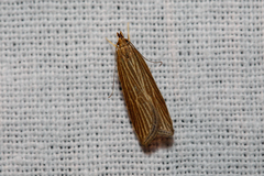 Helcystogramma albinervis