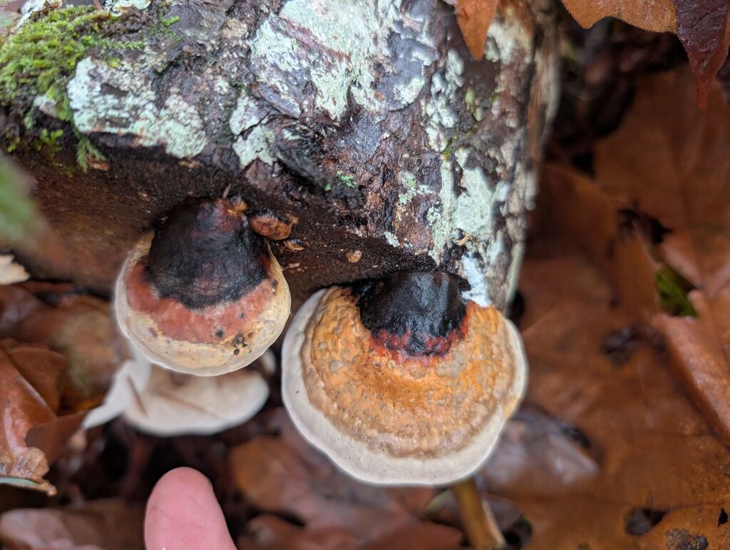 Fomitopsis mounceae · November 2025 · photo: © michaelshan (iNaturalist, cc-by-nc)