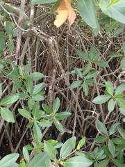 Rhizophora mangle
