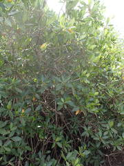Rhizophora mangle