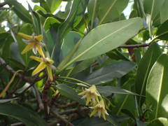 Rhizophora mangle