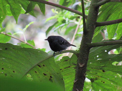 Slaty Antwren (Myrmotherula schisticolor), photo 8