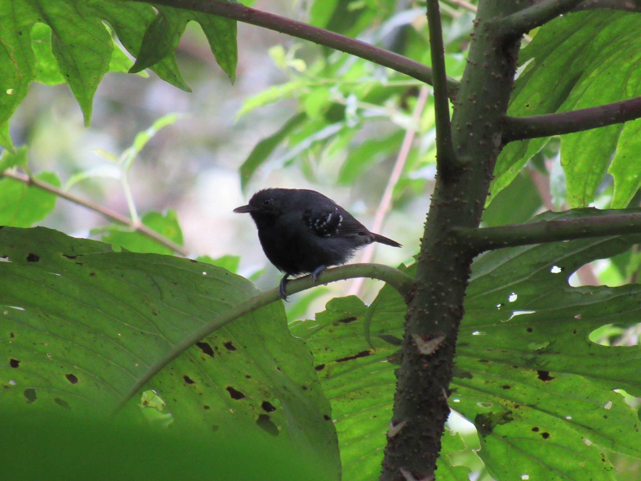 Slaty Antwren (Myrmotherula schisticolor), photo 7