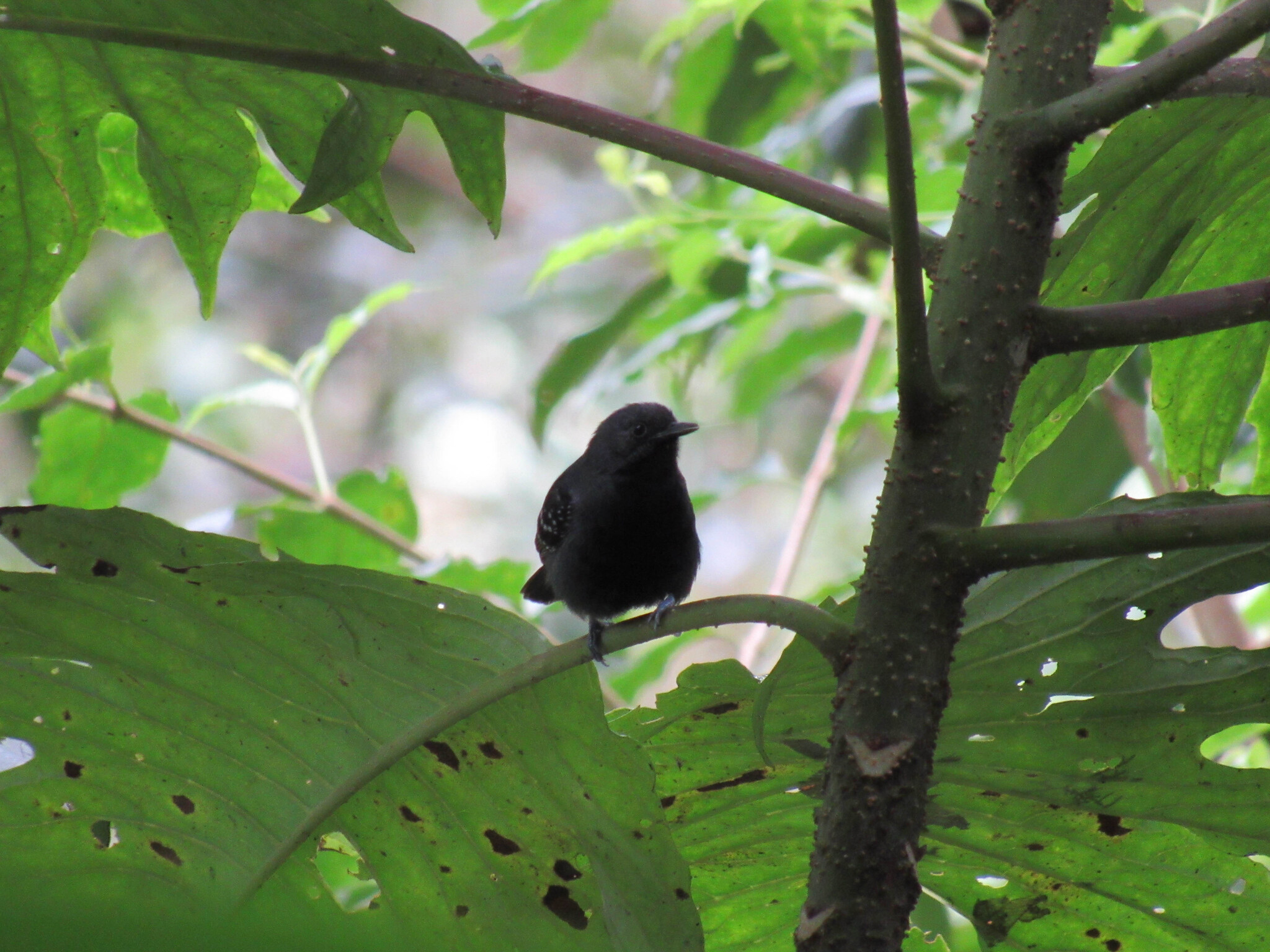 Slaty Antwren (Myrmotherula schisticolor), photo 8