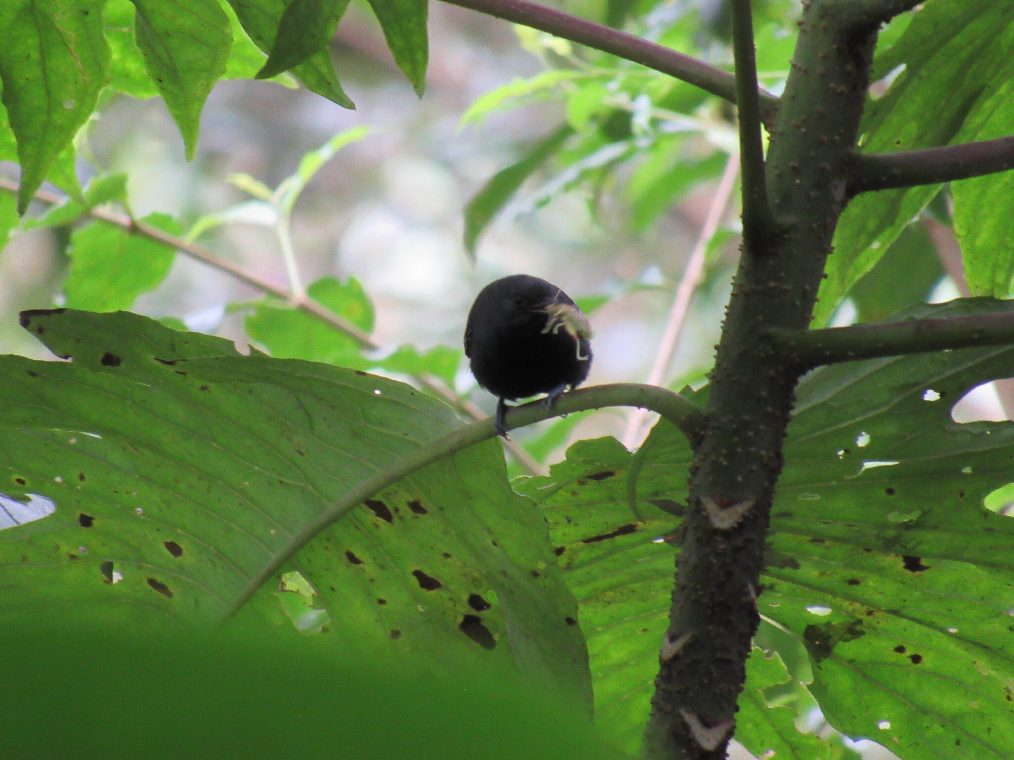 Slaty Antwren (Myrmotherula schisticolor), photo 9
