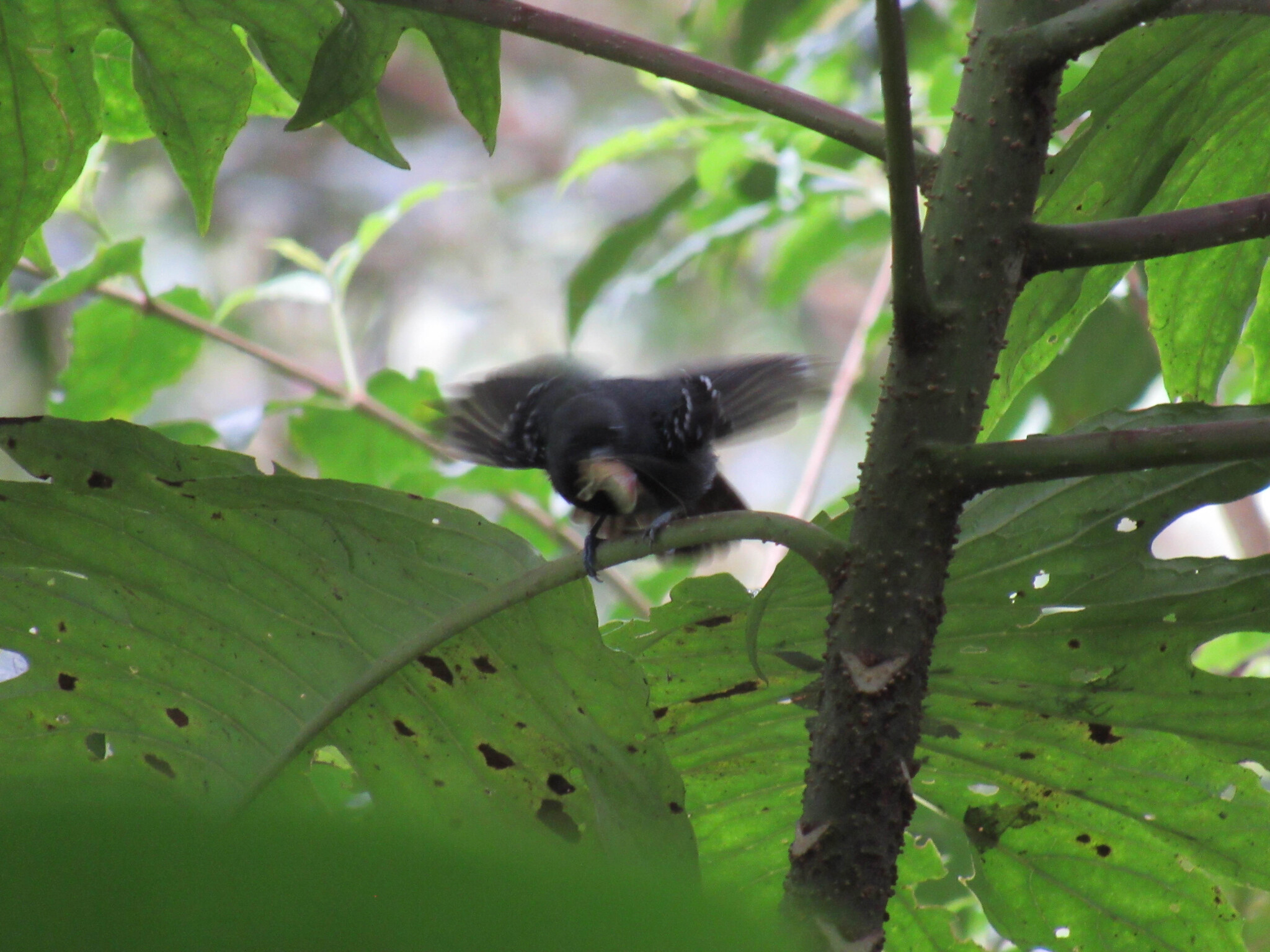 Slaty Antwren (Myrmotherula schisticolor), photo 10