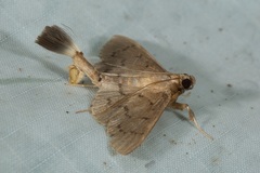 Phostria