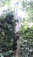 Campnosperma auriculatum