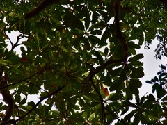 Campnosperma auriculatum