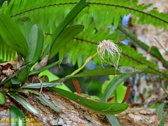 Bulbophyllum medusae