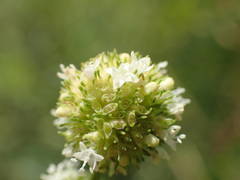 Spermacoce verticillata