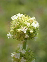 Spermacoce verticillata