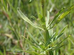 Spermacoce verticillata