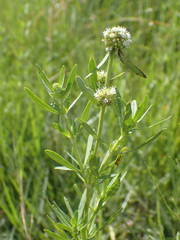 Spermacoce verticillata