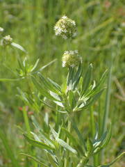 Spermacoce verticillata