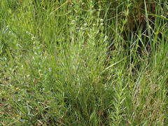 Spermacoce verticillata