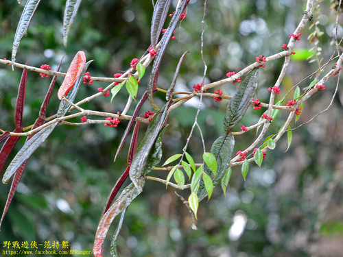 Plethiandra robusta observed 2019-10-11