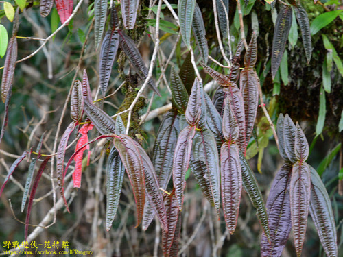 Plethiandra robusta observed 2019-10-11