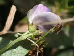 Vigna unguiculata