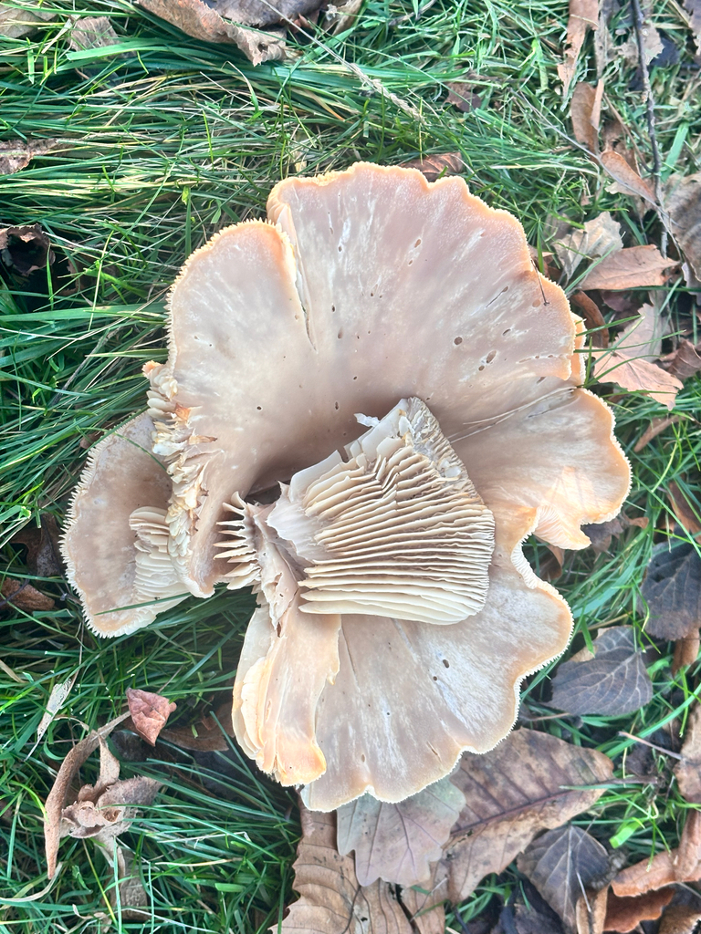 Infundibulicybe geotropa · November 2025 · photo: © kh-c (iNaturalist, cc0)