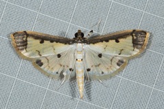 Leucinodella leucostola