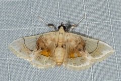 Noctuelia