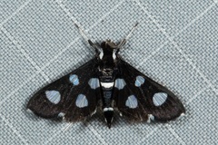 Bocchoris