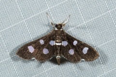 Bocchoris trimaculalis