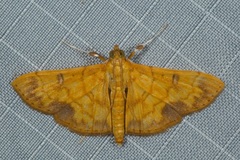 Pyrausta ochracealis