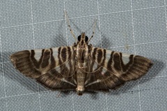 Chabula sphenocosma