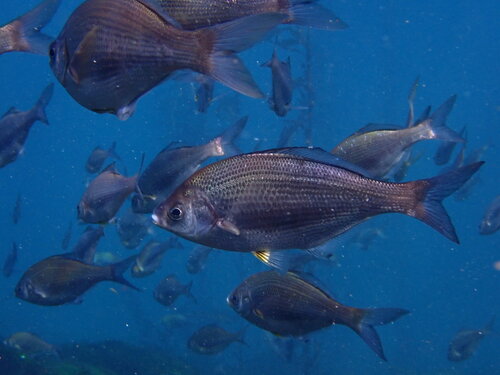 White seaperch (Phanerodon furcatus) — Embiotocidae