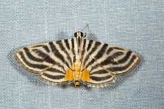 Dichocrocis rigidalis