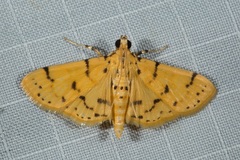 Dichocrocis