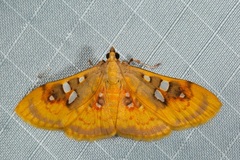 Sameodes pictalis