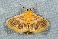 Eusabena