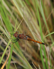 Tramea transmarina euryale