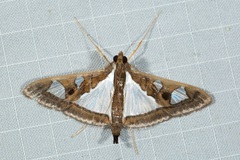 Glyphodes bivitralis