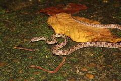 Boiga multomaculata