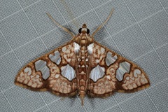 Glyphodes canthusalis