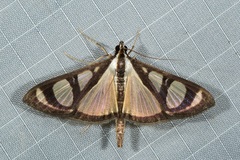 Glyphodes quadrimaculalis