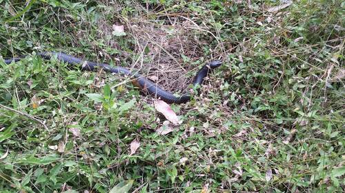 Red-bellied Black Snake sighting
