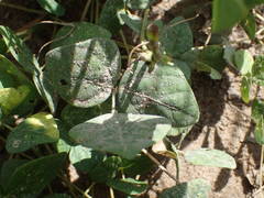 Vigna unguiculata