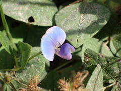 Vigna unguiculata